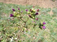 Arctium umbrosum