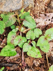 Torenia