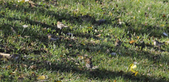 Fringilla coelebs