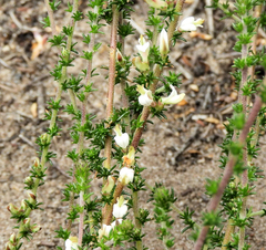 Aspalathus hispida albiflora