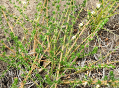 Aspalathus hispida albiflora