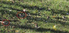 Fringilla montifringilla