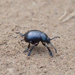 Timarcha tenebricosa