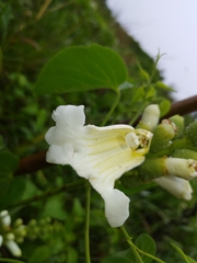 Amphilophium