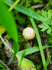 Marasmius anomalus