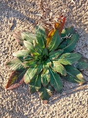 Oenothera