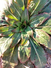 Oenothera