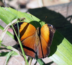 Doleschallia bisaltide australis