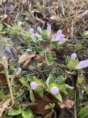 Richardia grandiflora