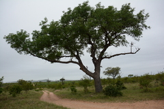 Sclerocarya birrea caffra