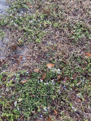 Richardia grandiflora