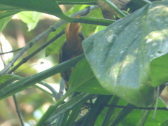 Philydor atricapillus