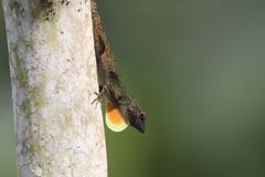 Anolis distichus