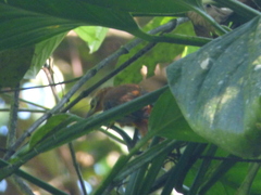 Philydor atricapillus