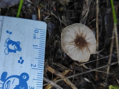 Pluteus