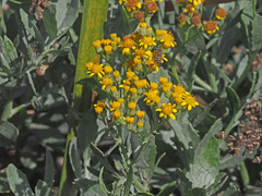 Senecio halimifolius