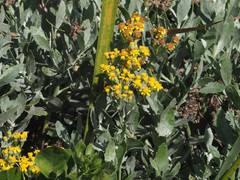 Senecio halimifolius
