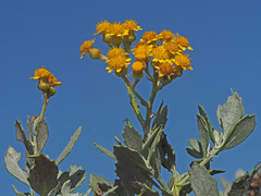 Senecio halimifolius