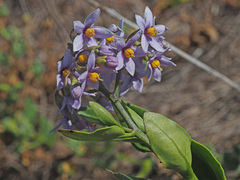Solanum africanum