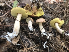 Boletus projectelloides