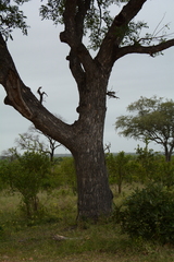Sclerocarya birrea caffra