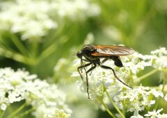 Empis tessellata