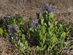 Solanum africanum