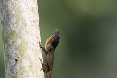 Anolis distichus