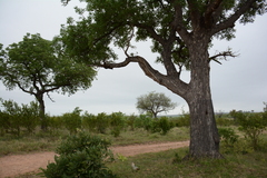 Sclerocarya birrea caffra