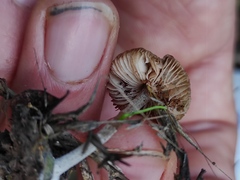 Pluteus