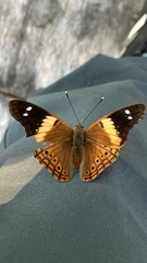 Asterocampa idyja argus