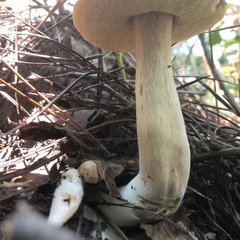 Boletus projectelloides