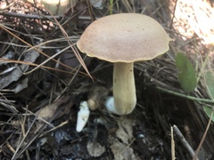 Boletus projectelloides