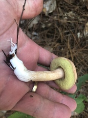 Boletus projectelloides