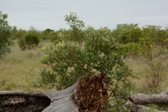 Philenoptera violacea