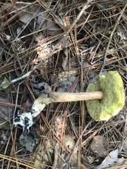 Boletus projectelloides