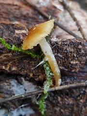 Agaricales