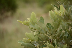 Philenoptera violacea