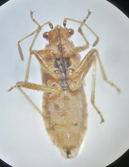 Rhopalus parumpunctatus