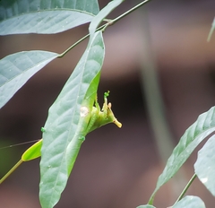 Copiphora cultricornis