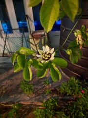 Passiflora edulis flavicarpa