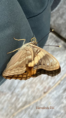 Asterocampa idyja argus