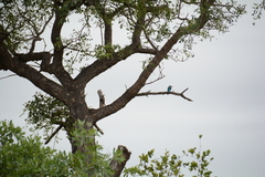Halcyon senegalensis