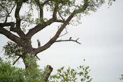 Halcyon senegalensis