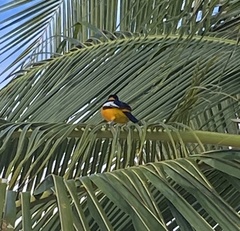 Icterus icterus