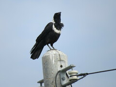 Corvus pectoralis