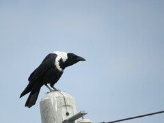 Corvus pectoralis