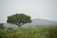 Sclerocarya birrea caffra