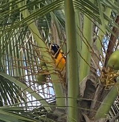 Icterus icterus