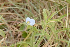 Commelina erecta